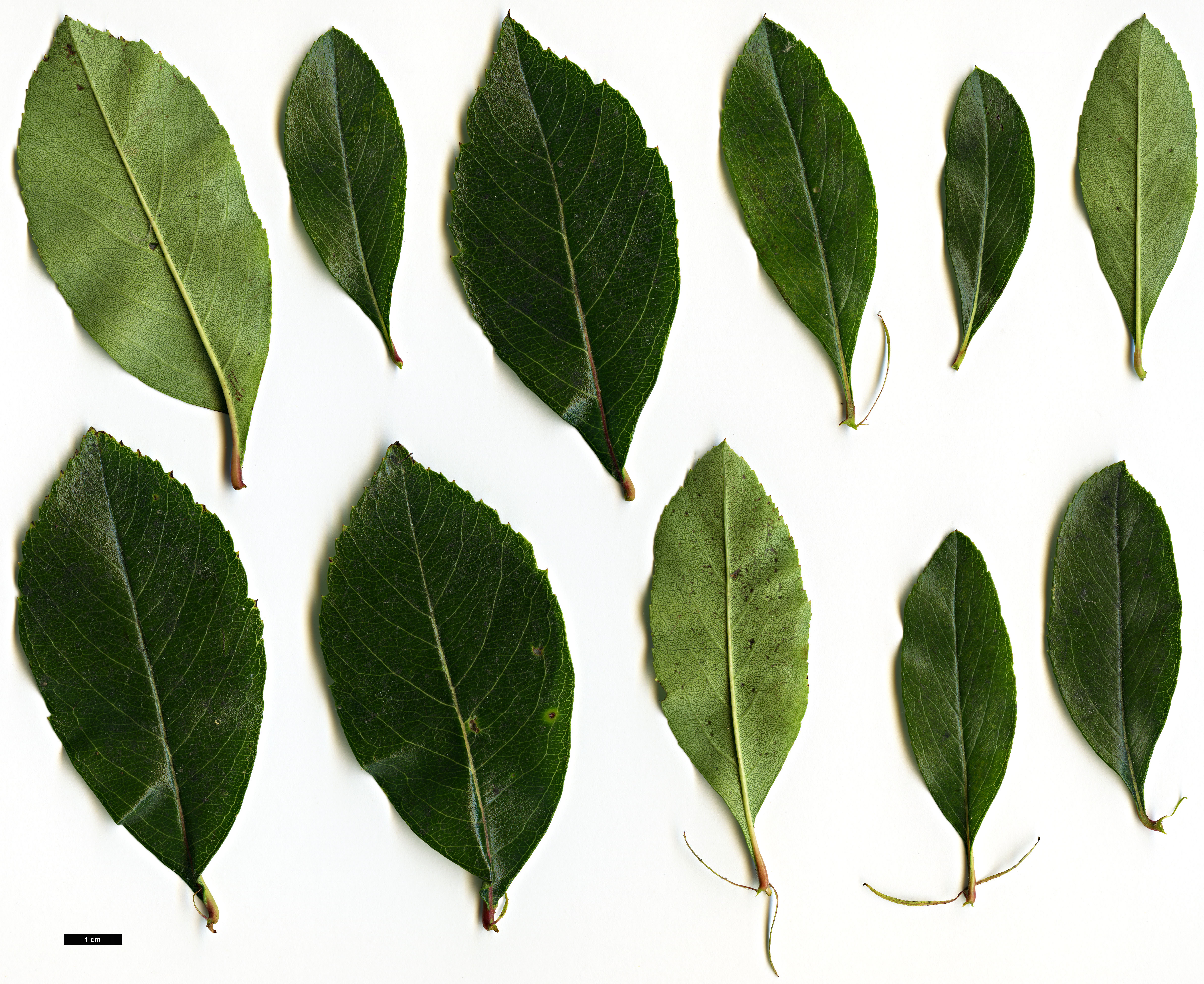 High resolution image: Family: Rosaceae - Genus: Crataegus - Taxon: crus-galli - SpeciesSub: var. pyracanthifolia